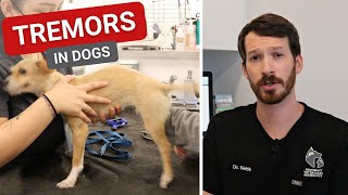 Tremors in Dogs  Causes and What They Mean [upl. by Melac403]