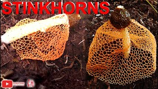 STINKHORNS │ Phallus multicolor │ Phallus indusiatus [upl. by Hardej149]