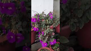 Achimenes longiflorafloweringplantyoutubeviral [upl. by Enymzaj]