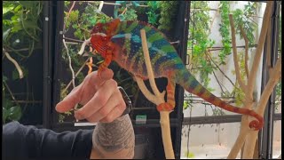 HIGHLIGHTER CHAMELEONS  Panther Chameleon Breeding Facility Tour [upl. by Myke696]