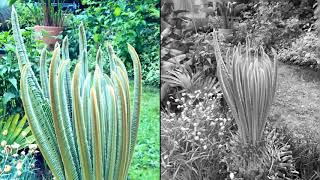 Cycas revoluta flush [upl. by Anastas]