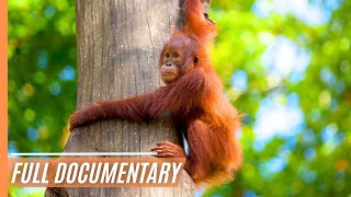 Sabah Malaysian Borneo  Full Documentary [upl. by Fiedling372]