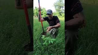 Replanting Black Walnut Trees [upl. by Ninon]