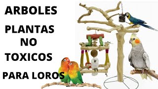 Árboles y plantas no tóxicos para loros  aves  psitácidos [upl. by Namrac]