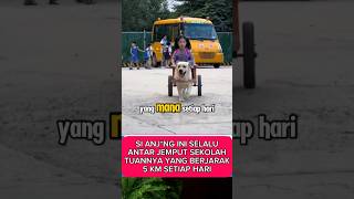 Binatang Paling Setia shortvideo videoshort [upl. by Squire684]