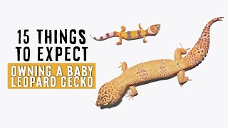 Owning A Baby  Juvenile Leopard Gecko  15 THINGS TO EXPECT [upl. by Ytsrik747]