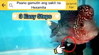 How to cure Hexamita [upl. by Atnwahs]