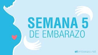 Semana 5 de embarazo  5 semanas de embarazo  El embarazo semana a semana [upl. by Nirb]