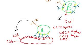 B cell coreceptor [upl. by Iem]