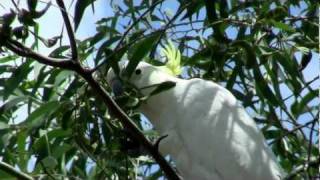 Sulphurcrested Cockatoo Cacatua galerita  Gelbhaubenkakadu 2 [upl. by Rellim]