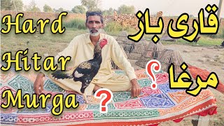 how to hard heater murga qari baaz murga kise kahate hain [upl. by Patricio]