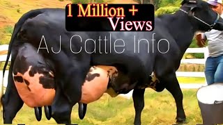 130 Kg Milk Girlando Cow Breed  Girlando gay  Complete Video Documentary By AJ Cattle info [upl. by Ainevuol]