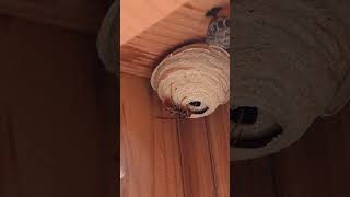 Yellow Hornet Queen Nest Found on Laundry Shed [upl. by Frieda]