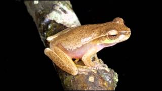 Frog Calls Queensland [upl. by Hanid]