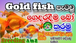 ගොල්ඩ් ෆිශ් ලේසියෙන්ම බෝකර ගන්නෙ කොහොමද  how to breeding gold fish sinhala  fish farm in sri lanka [upl. by Osner]