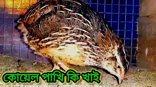 koel pakhi ki khabar khai  koel pakhi ki khai  কোয়েল পাখি কি খাবার খাই [upl. by Concordia]