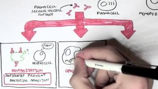 Immunology  Adaptive Immune System [upl. by Richardo]