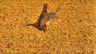 Bažant obecný Phasianus colchicusFasanCommon Pheasant [upl. by Kenta]