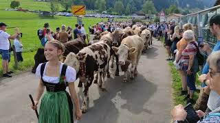 Viehscheid 2023 Schöllang  Hintere Seealpe [upl. by Brout]