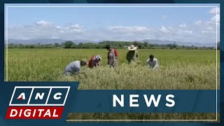 Filipino farmers worried about dip in local rice prices as govt cuts tariff on food staple  ANC [upl. by Affay252]