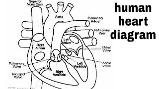 Diagram of heartHow to draw human heart easilyhuman hearthuman heart diagramlabelled human heart [upl. by Amato]