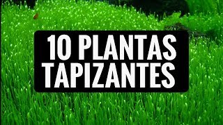 10 PLANTAS TAPIZANTES PARA EL ACUARIO DE AGUA DULCE [upl. by Yrellih]