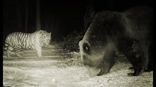 Brown bear scratched by amur tiger in Northeast Tiger Leopard National Park of China [upl. by Chellman]