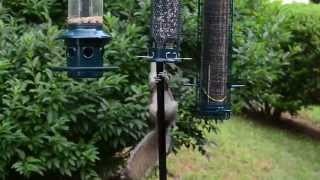 Squirrel climbing Tefloncoated pole [upl. by Erual]