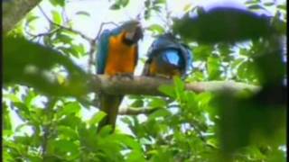 Globo Natureza  O Rio Amazonas  Nascente e Foz  Travelling by Amazon River [upl. by Halla]