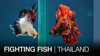 Fighting fish  Thailand [upl. by Marys783]