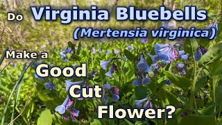 Does Mertensia virginica Virginia Bluebells Make a Good Cut Flower [upl. by Peers352]