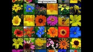 Angiosperm honors notes [upl. by Ardnusal]