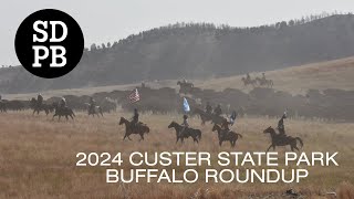 59th Annual Custer State Park Buffalo Roundup Live Stream [upl. by Nazay461]