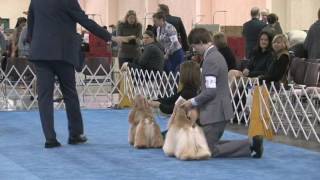 The 2017 Flushing Spaniel Show Junior Handlers [upl. by Ardnasirhc872]