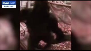 Exclusive Silverback Gorilla Kumbuka attacks his enclosure before he escapes London Zoo [upl. by Vargas]