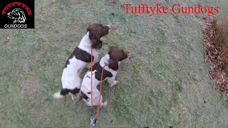 Training Spaniels for field trials Tufftyke Gundogs [upl. by Zoha]