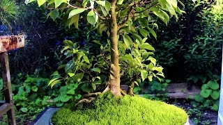 Ficus bonsai Major root surgery July 2014 [upl. by Cornelius]