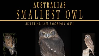 With its distinctive call The Australian Boobook Owl Australias smallest owl [upl. by Ahsiekit]