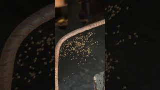 Ang cute panoorin ng mga munting spiderlings na ito spider spiderlings teacherjeahb [upl. by Retxed]