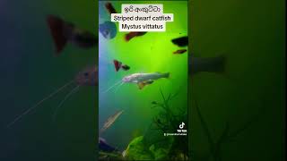 ඉරි අංකුට්ටා Striped dwarf catfish Mystus vittausfish catfishaquarium [upl. by Einiffit338]