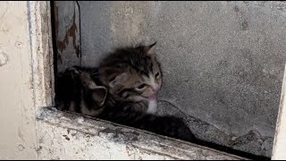 Helping 20 cats and kittens in a Brooklyn basement [upl. by Adnorahs781]