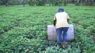 Role Of Drum Rolling In Groundnut  Farming Inspirations [upl. by Terena]