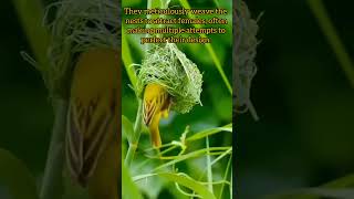 quotNatures ArchitectsThe Incredible Weaver Birds🐦weaverbirdbirdsnestbirdloverbiologyvlogviral [upl. by Emmye]