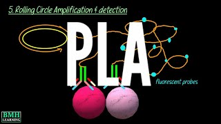 Proximity Ligation Assay  PLA Assay  Protein Detection Using PLA [upl. by Vey]