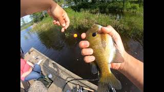 Sight fishing bluegillThe Chippewa Flowage  Vlog 6 [upl. by Sunda]