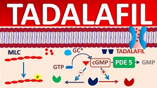 Tadalafil  Mechanism side effects precautions amp uses [upl. by Uile]