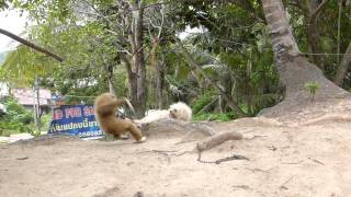 Gibbon Vs Dog fight [upl. by Ronoel]