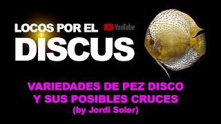 VARIEDADES DE PEZ DISCO Y SUS POSIBLES CRUCES by Jordi Soler [upl. by Solraced]