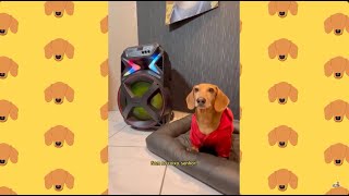 Malcom soltou a voz Meu cachorro salsicha tem talento [upl. by Ydahs]