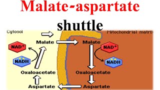 Malate aspertate shuttle [upl. by Malissa]